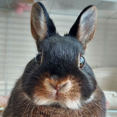 🐰🌙ちゃーまる♂2014.11.01〜2021.10.11
🐰ちょこ ♀2021.9.9生まれ🏠2022.1.8〜
毎日うさぎLIFE満喫中🫰🫰🫰
ヘッダーイラスト:こむぎちゃんママ作
すべてのうさぎさんに🐰いいねを❤
無言フォローしちゃいます。フォローしてもらえると嬉しいです❣️