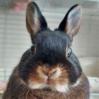 RINA🐰ちょこ (@yokopi_choco) 's Twitter Profile