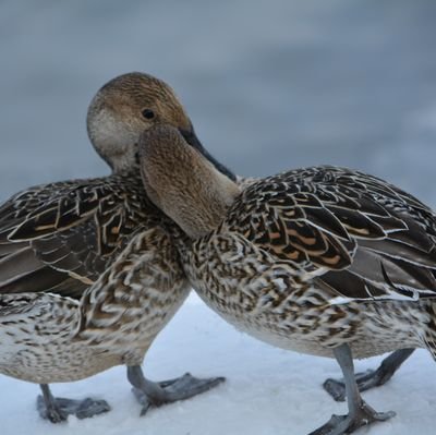 crisis_moss's profile picture. 基本的にプレゼント応募や生放送のコメント、ライブの感想をつぶやきます