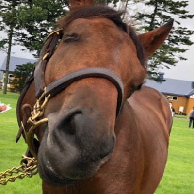 細々と福岡ソフトバンクホークスとV・ファーレン長崎を応援したり競馬の競走馬ファンド（キャロ、シルク、東サラ、DMM）したりハイキングしたりゲームしたりしてます。