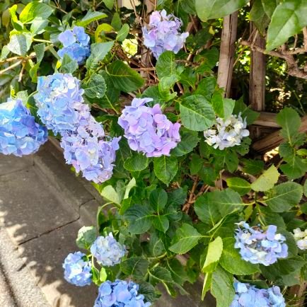 いささんのプロフィール画像