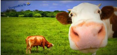 SugaRecycle's profile picture. Total Waste Management solutions for business. The largest recycler of surplus foods in the UK, and total waste management of all non-primary outputs.