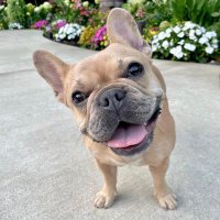 French Bulldog(@FrenchBulldog69) 's Twitter Profile Photo