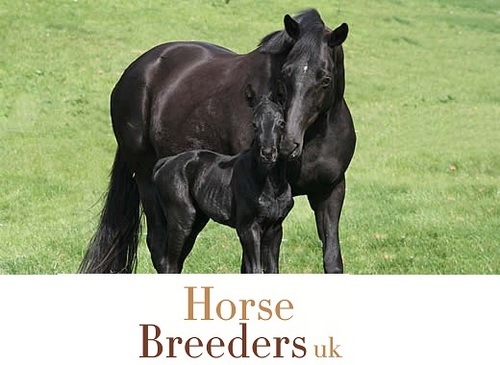 HorseBreedersUK's profile picture. An online one stop shop for professional and amateur breeders, advertsing stallions, youngstock for sale, veterinary services, studs and retail services.