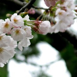 khb_zk's profile picture. 