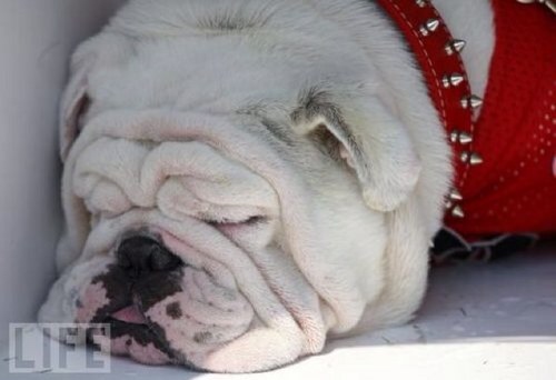 clydegreenway's profile picture. 