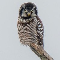 Matt Delman (@itstherealdel) 's Twitter Profile