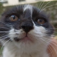 EnolaSensol (@enolasenso22850) 's Twitter Profile