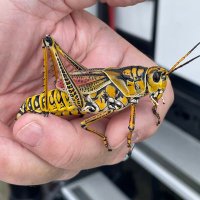 Royal Fish Sr. (@srfishwa) 's Twitter Profile Photo