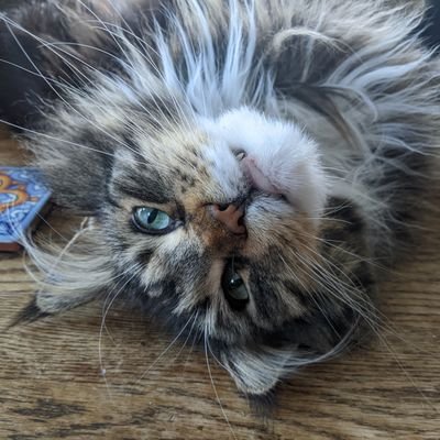 here4discourse's profile picture. 