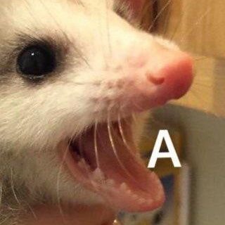 SisselCarlson's profile picture. mostly migrated to bsky & tumblr
still sorta here for hobby stuff