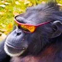 Primates(@PrimatesDaily) 's Twitter Profile Photo