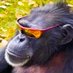 Primates (@primatesdaily) Twitter profile photo Primates (@primatesdaily) Twitter profile photo