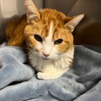 Meow 🐈 (@meowtell5) 's Twitter Profile