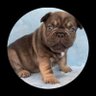 Ade_moola's profile picture. Enterprenuer