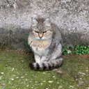 Honky Cat - @RonGallo_5 - Twitter