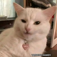 MORO (@morooxpii) 's Twitter Profile