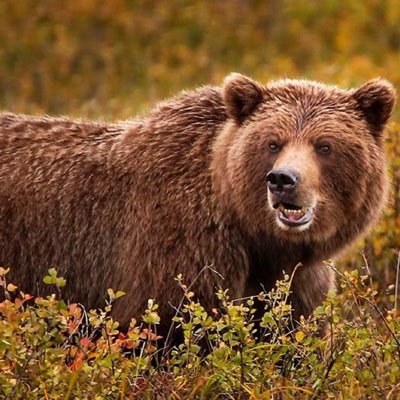 prophetofbear's profile picture. Baylor Bears and Chicago Bears fan