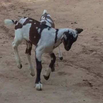 touaregs du désert du mali