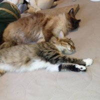 猫猫おはぎ (@nekonekoohagi) 's Twitter Profile