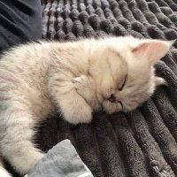 ๐๐ผ๐ฝ๐๐๐ผ ๐ฆ (@sabohaa_) 's Twitter Profile