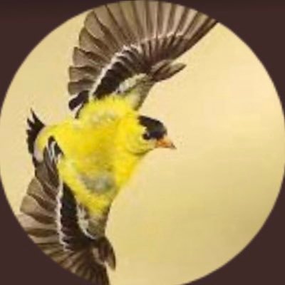 AmeriGoldfinch's profile picture. Formerly @FreedomFlight45 before the big purge - a medal I wear proudly 🫡