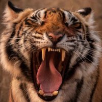 RedPilledMom (@foremar) 's Twitter Profile