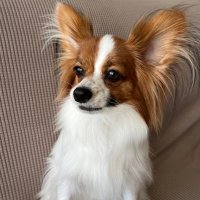 Pete Tanaka (@max0327) 's Twitter Profile