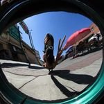 VERxowNELL's profile picture. turtletrax1833