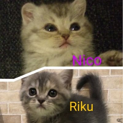 アラ還の母。10代でオフコース、山本達彦さん、安部恭弘さんのファンとなりました💞 チューリップ、ふきのとうもよく聴いたな〜☺️ 趣味:合唱、🎹弾き語り。🎹は🔰です。。😅 障がい者福祉に従事しています。