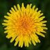 Dandelion #NowRocky 2025 (@sworddurendal) Twitter profile photo Dandelion #NowRocky 2025 (@sworddurendal) Twitter profile photo