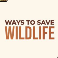 IND Wildlife Update (@wildlife_update) 's Twitter Profile