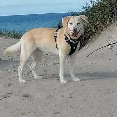 United4life5's profile picture. Manchester United supporter for life 👍

Army veteran, love dogs, F1, football 😜