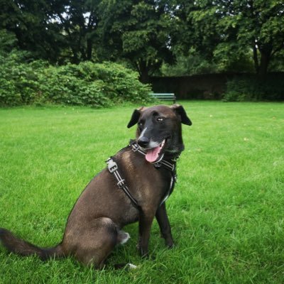 ASmallBrownDog1's profile picture. My name is Luca. I am a @FarDogsUK rescue. I loves🍗, playing with🐕‍🦺, and chasing 🐿 #goodboy #dogsoftwitter #rescueismyfavouritebreed #adoptdontshop
