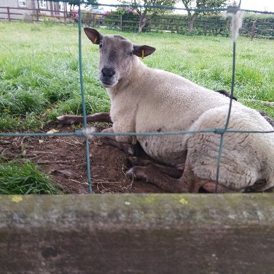 boyletours's profile picture. Professional walking tours of St. John's NL  by Michael Boyle. Bookings 709.364.6845 info@http://boyletours.com https://t.co/zZv0OU7oeN #yyt #Newfoundland
