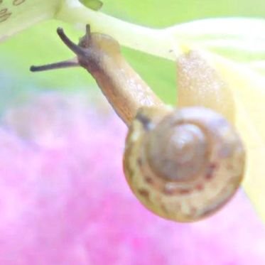 貝主はRose(ﾛｾﾞ)
小松菜🥬についてきたウスカワマイマイのコマちゃん🐌が顎板が一部損傷し食べられなくなりました💧パウダー食🌽🥕🥚で頑張ってます❣️助言を頂いた貝主様🐚達には心から感謝申し上げます🍀🙏🍀
バラ庭造り10年目のロザリアンです✨🌹✨