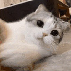 Robo204623's profile picture. No