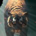 lead_tiger (@adeloovic) Twitter profile photo lead_tiger (@adeloovic) Twitter profile photo