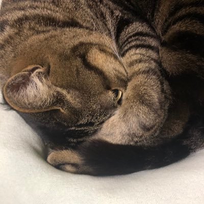 ぺるせんたげ(シン・懲役)さんのプロフィール画像