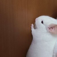 もふも (@mofumo___o) 's Twitter Profile Photo