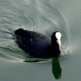 kokopoikatu's profile picture. ポイ活、競輪、競艇  お小遣い程度で頑張ります！