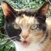 Noa 🐈 & Cindy 🐈⬛ - The Dutch Moggies (@thedutchmoggies) Twitter profile photo Noa 🐈 & Cindy 🐈⬛ - The Dutch Moggies (@thedutchmoggies) Twitter profile photo