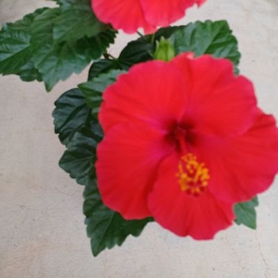 ZEEUaCyPyyhUHDX's profile picture. チワワ4匹飼ってます。老犬20才のクーまだまだがんばってます。💕他合計4匹のチワワいます。

今市隆二大好きです❣️
よろしくお願いします、

卵巣がんサバイバー

#秘密結社老犬娯楽部
#チワワ
#老犬