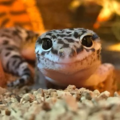 Dicek38U's profile picture. 釣りの記録用的なアカウント。バス釣り復活組み。巻き物ジャンキー。DbD、バス釣り、ドラム、レオパ、ダーツ from埼玉 エブリイワゴン カスタム