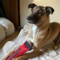 雑種犬のチョコ (@choco_dog8027) 's Twitter Profile