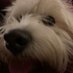 Daily Dougal (@dailydougal) Twitter profile photo Daily Dougal (@dailydougal) Twitter profile photo