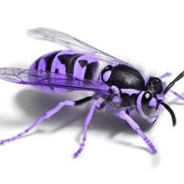 nastiest wasp on earth 🔆🏳️‍⚧️🇵🇸