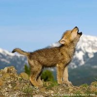 Lobito (@lobitodem) 's Twitter Profile Photo Lobito (@lobitodem) 's Twitter Profile Photo