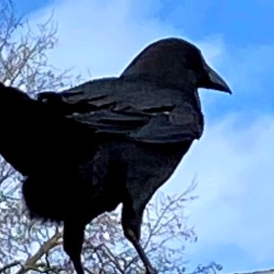 CorvidServant Profile Picture