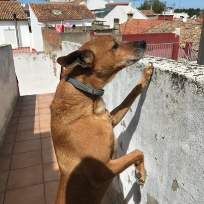 No es rendeix un gall roig més que quan està ja mort 🚩